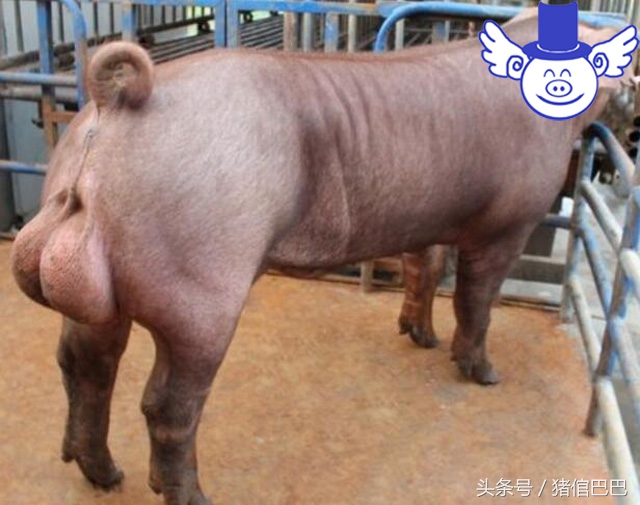 母猪怀不上,母猪怀不上孕用什么药