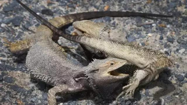 黑色鬃毛的狮子厉害吗,黑色鬃狮蜥