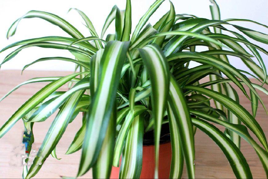 冯骥才老先生的《珍珠鸟》，关于吊兰养护，他这样说！