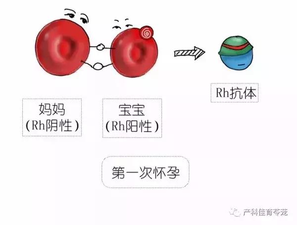 熊猫血的人可以二次怀孕吗,熊猫血女性怀孕打什么针