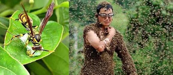 新加坡勿洛引来一群蜜蜂!如果蜜蜂到你家怎么办?