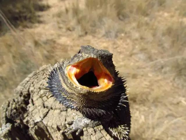 黑色鬃毛的狮子厉害吗,黑色鬃狮蜥