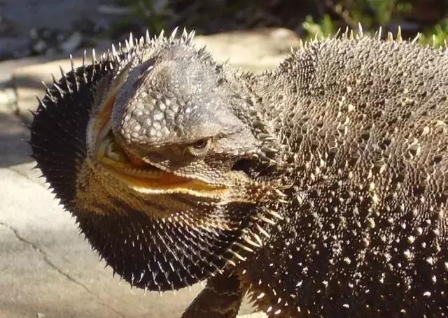 黑色鬃毛的狮子厉害吗,黑色鬃狮蜥