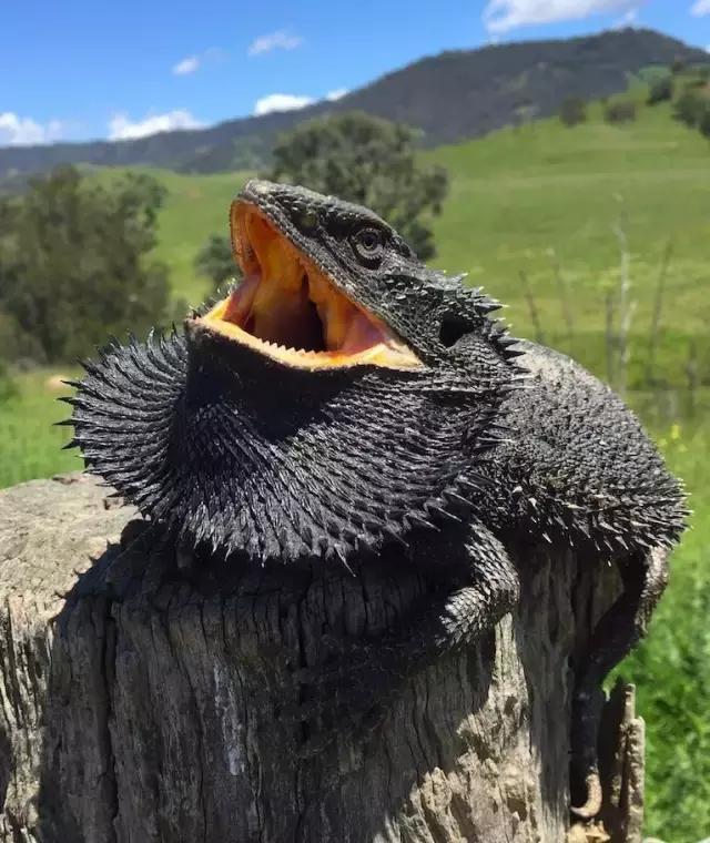 黑色鬃毛的狮子厉害吗,黑色鬃狮蜥