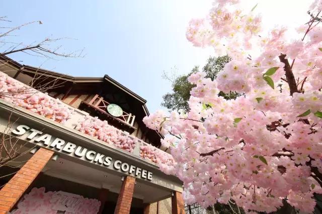 星巴克樱花杯直播间,星巴克限定樱花咖啡饮品