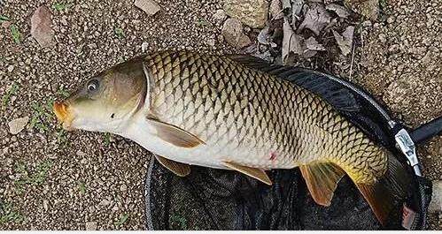 四海钓鱼余师傅饵料,四海钓鱼饵料大讲堂