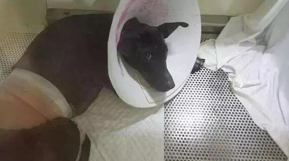 狗狗误食酵母急救法,狗狗误吞猪棒骨头几天过危险期