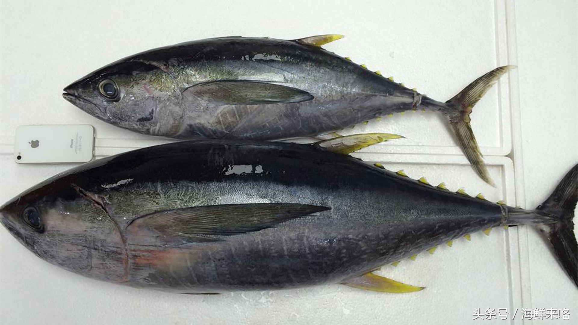 哪种海鱼吃着最简单,哪种海鱼喜欢吃肉