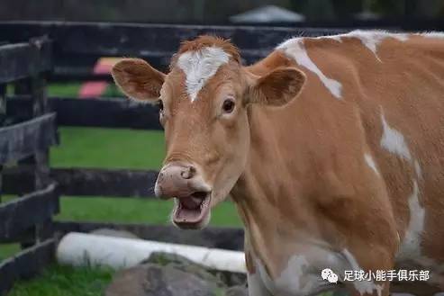 英超意甲派系斗争一触即发，曼城尤文国米暗藏冷门让你惊蛰？