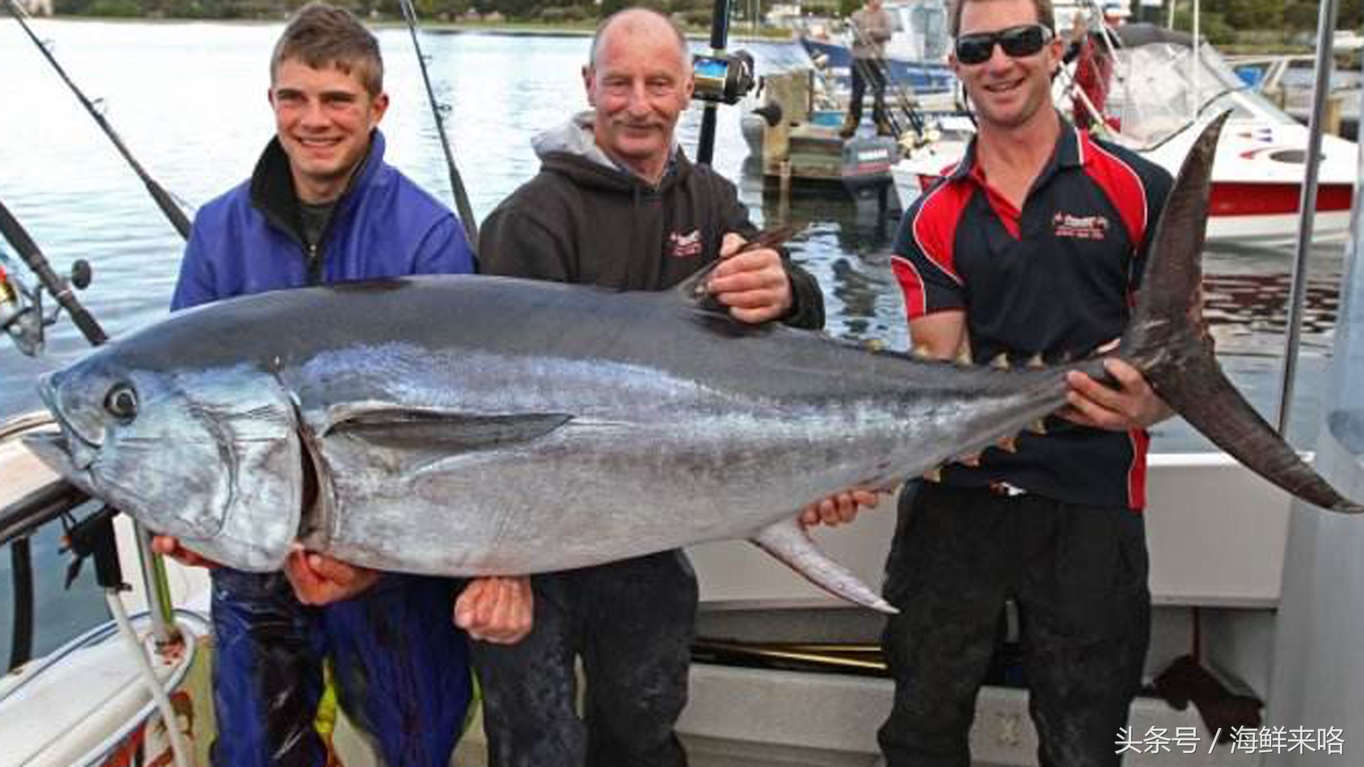 哪种海鱼吃着最简单,哪种海鱼喜欢吃肉