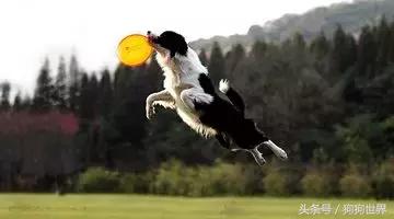 可爱呆萌狗狗资料,狗狗15种寄生虫病详细资料图