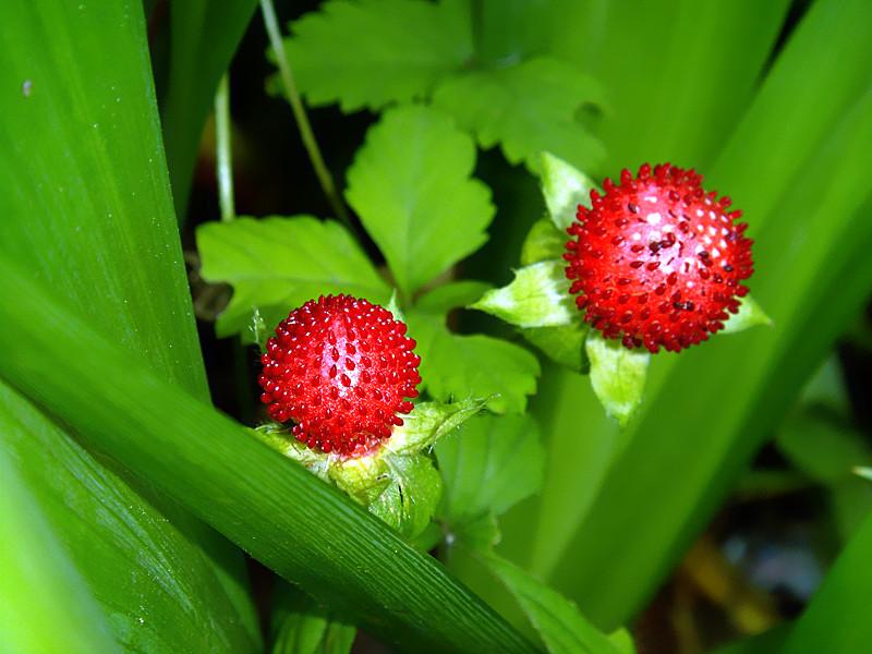 《本草》植物志之蛇莓蛇含：与蛇为伍，却不蛇心蛇貌
