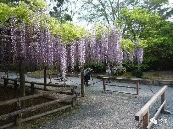 日本紫藤花美景,日本最浪漫的紫藤