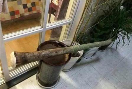 枯萎的花不能要了就该扔到垃圾桶,这五种花千万不要买