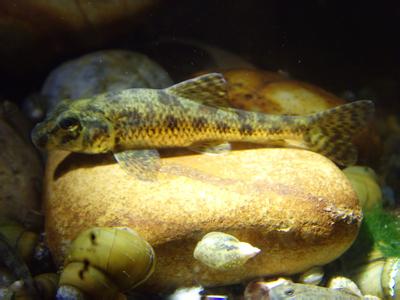 常见原生缸鱼,广西常见原生鱼