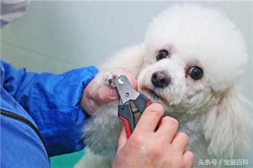 帮宠物狗洗澡要不要戴手套,宠物狗洗澡最好用什么毛巾