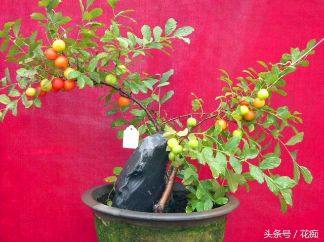 野生的欧李在家里头怎样养,野生欧李栽种