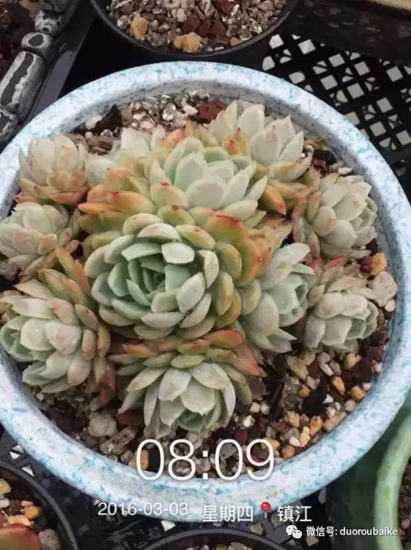 一株多肉治愈整个人心,一棵多肉的逆袭