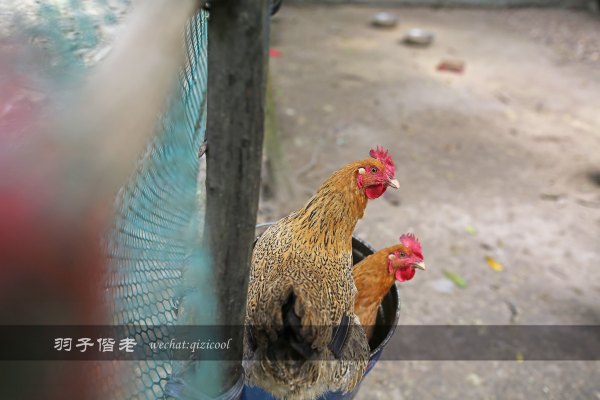 居于涟岸隐于湖,到肇庆体验离尘不离城的精致慢生活