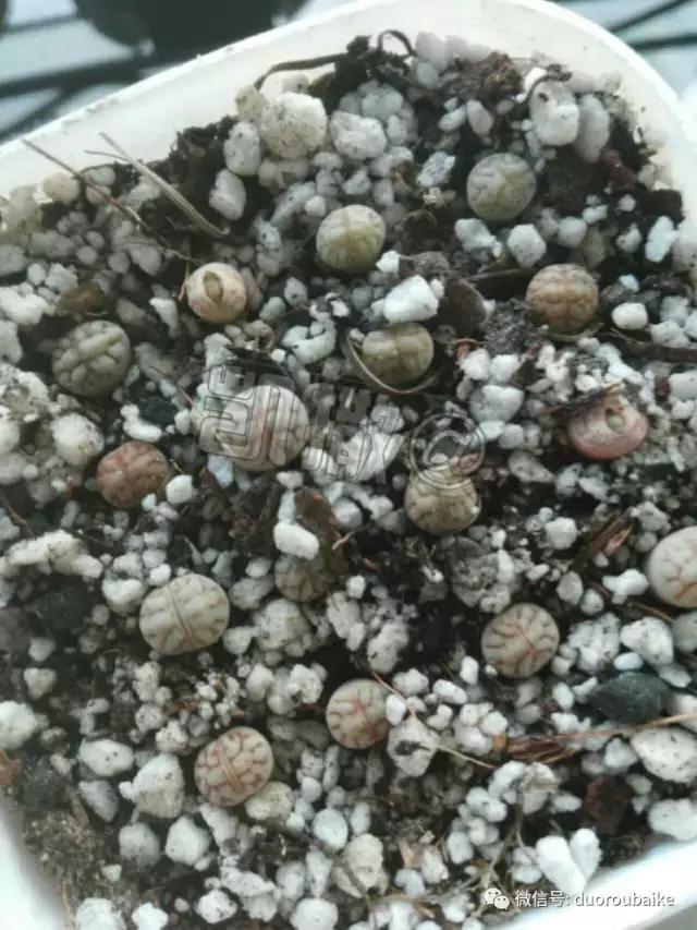 花能解语还多事的读音,一年生石花养护