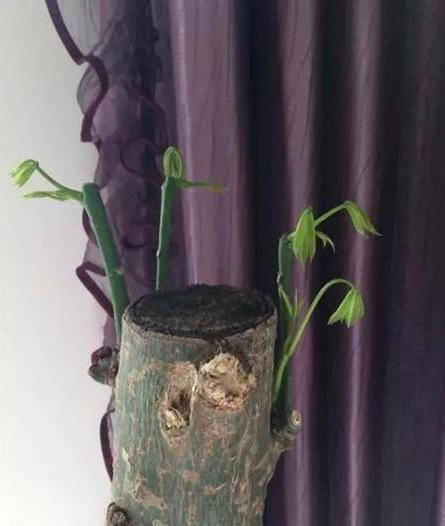 枯萎的花不能要了就该扔到垃圾桶,这五种花千万不要买