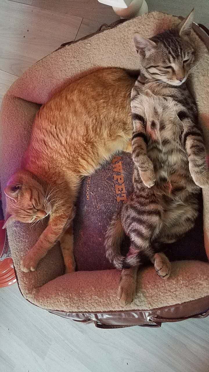 狗狗鼻子干是生病的前兆吗,狗狗鼻子变干什么情况