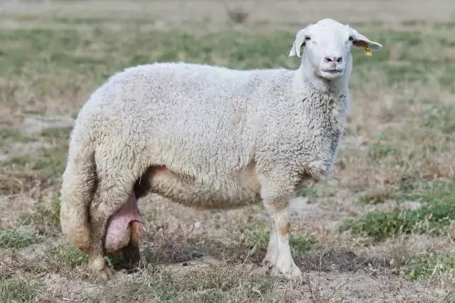 肉羊养殖哪些品种比较好,我国北方最小的肉羊品种