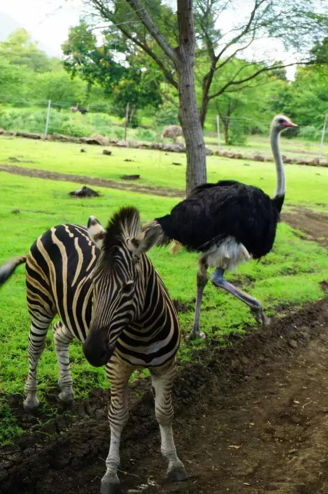 毛里求斯，拿水壶换保时捷的天堂