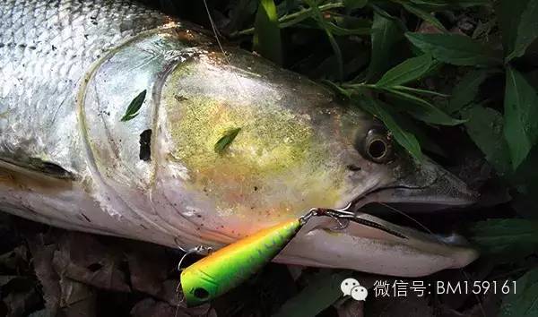 路亚教学口诀,经典路亚新手入门教程