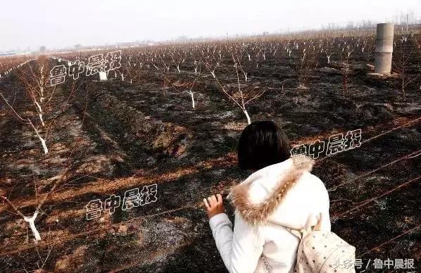 心痛！40余亩桃园被烧，近2000棵桃树过火绝产！谁干的？