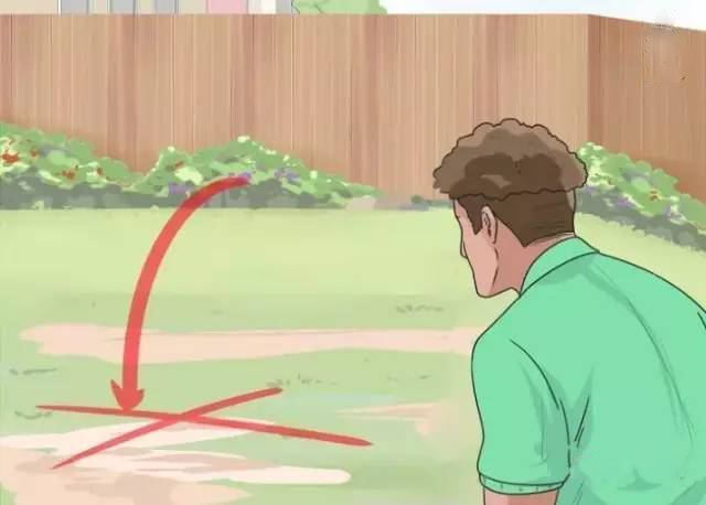 泰迪犬的喂养方法注意事项,泰迪犬的正确喂养方法图解