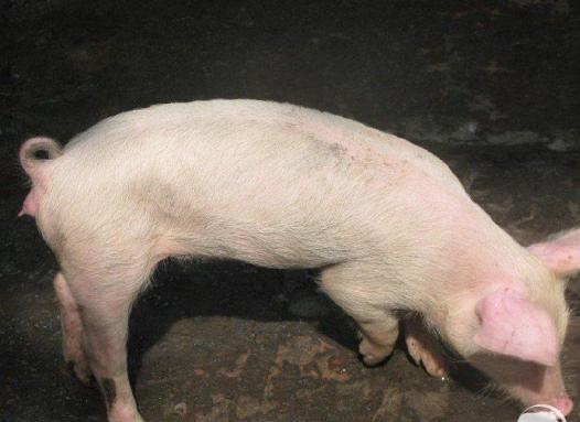 猪霉菌毒素中毒会突然死亡吗,猪黄曲霉菌毒素中毒用什么药