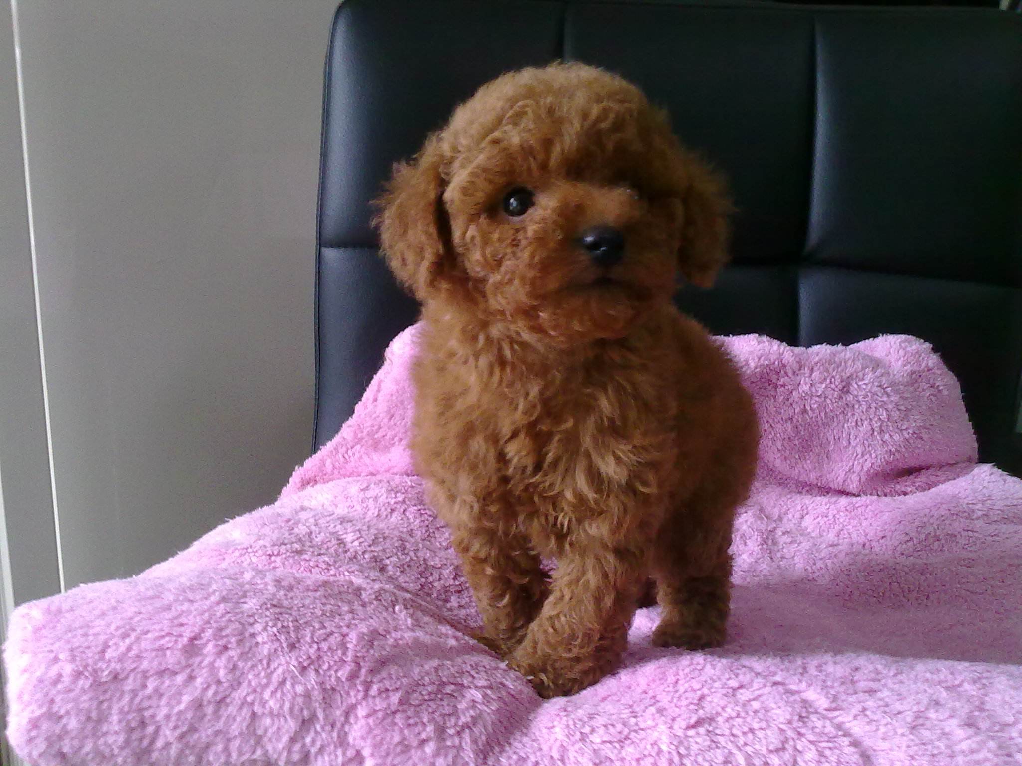 狗狗雨衣宠物防水外套,夏季狗狗雨衣推荐