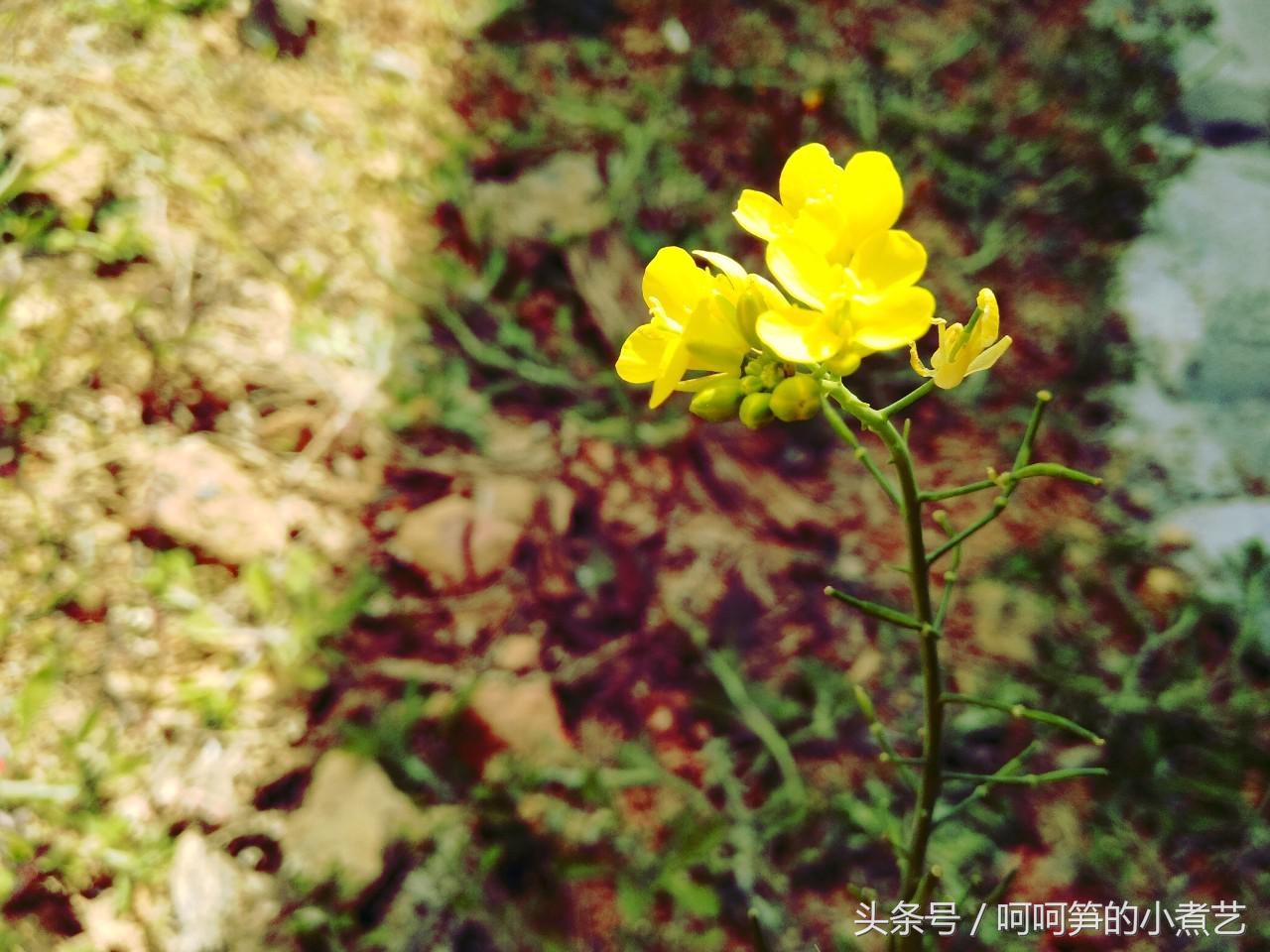 植树节，春游去~蓝莓蛋挞
