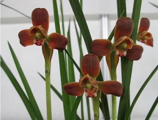 云南兰花名贵品种图片介绍,云南兰花老品种有哪些图片