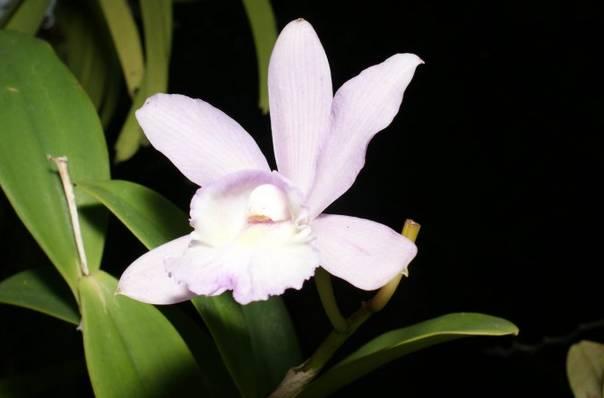 云南兰花名贵品种图片介绍,云南兰花老品种有哪些图片