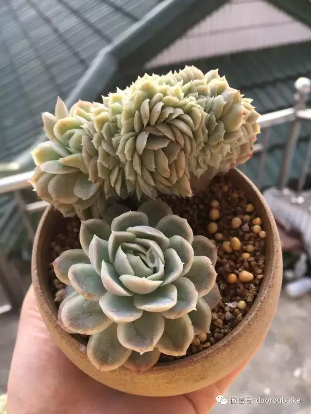 吾家有女初长成全文小说,吾家有女初长成小说精彩阅读