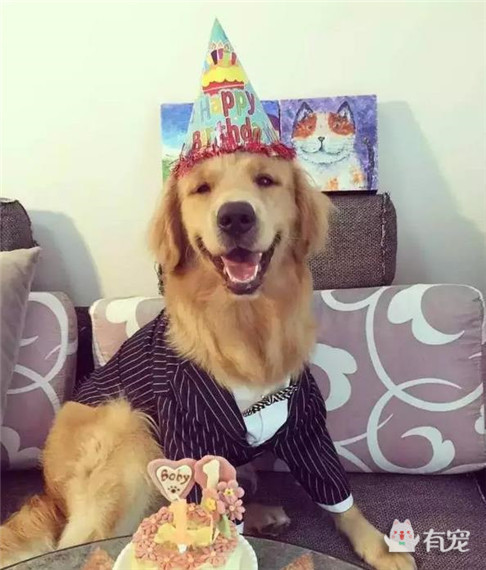 大金毛过生日被美女左拥右抱,铲屎的你可以关灯了!