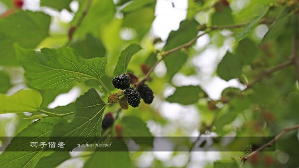 居于涟岸隐于湖,到肇庆体验离尘不离城的精致慢生活