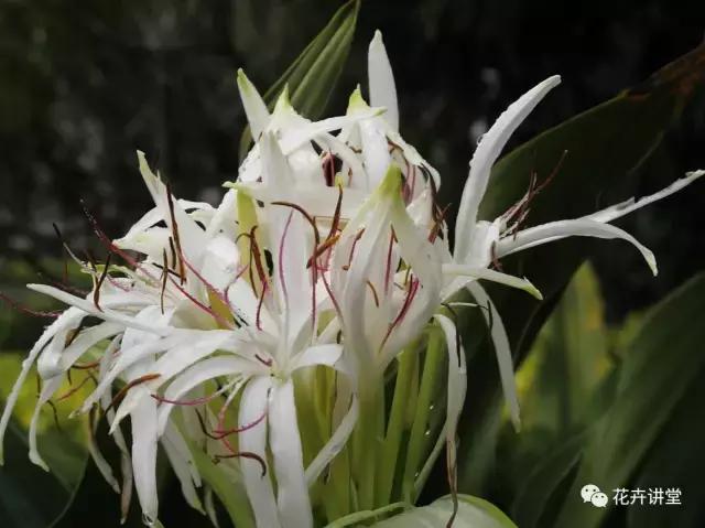 相似的花儿又来了，今天我们来认识它们
