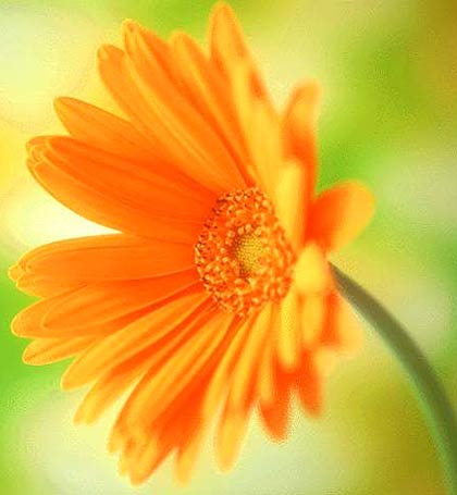 带你认识这些花,这些花长得极丑镇宅又养人