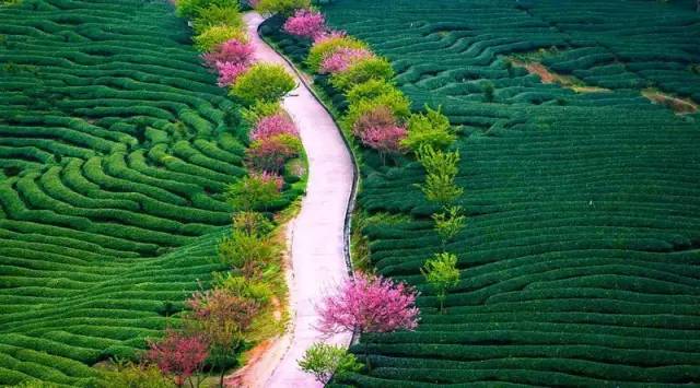 漳平茶山樱花,漳平樱花园景点