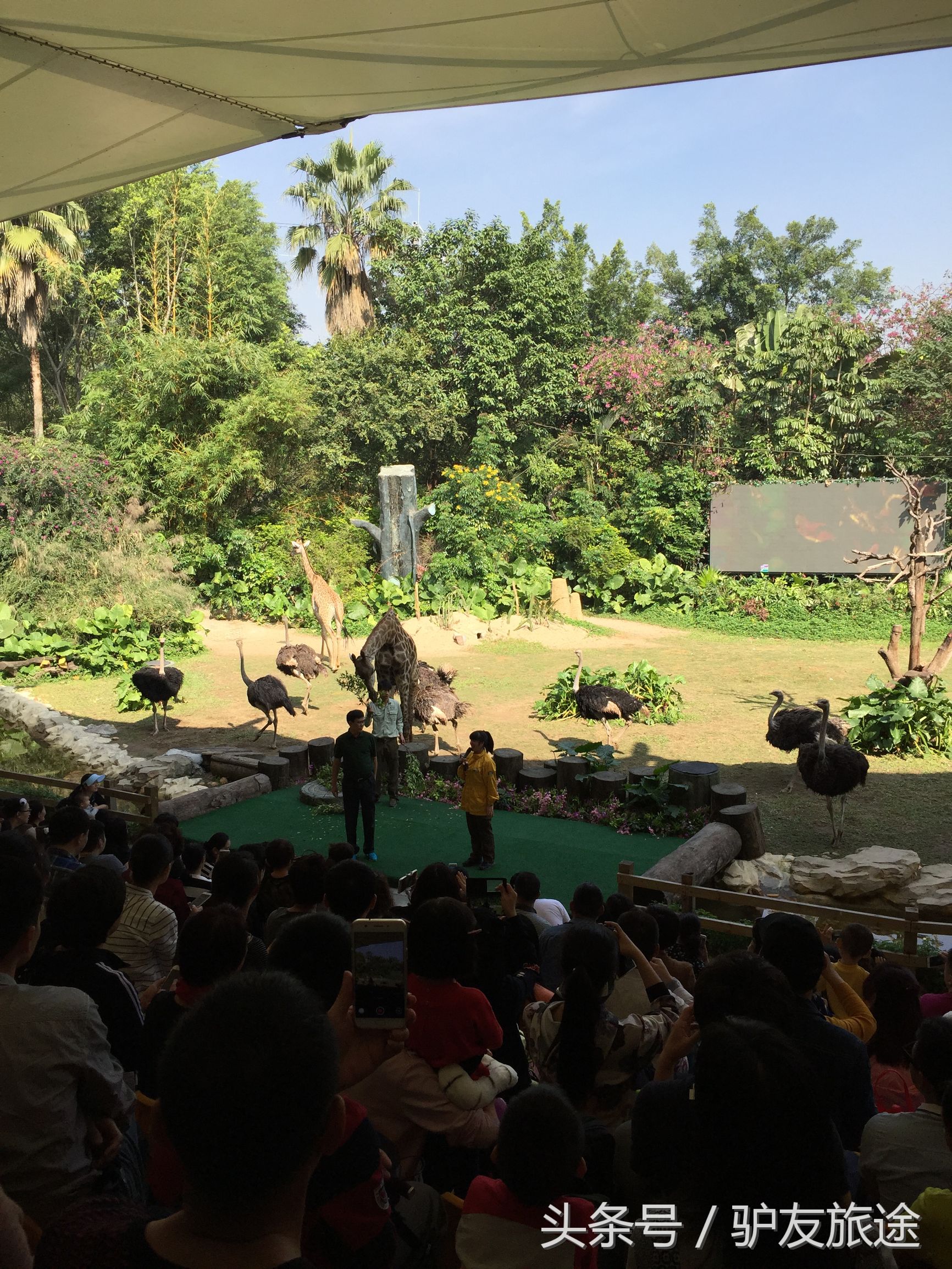 广州长隆亲子游旅行攻略,广州长隆4园2天1夜亲子游攻略