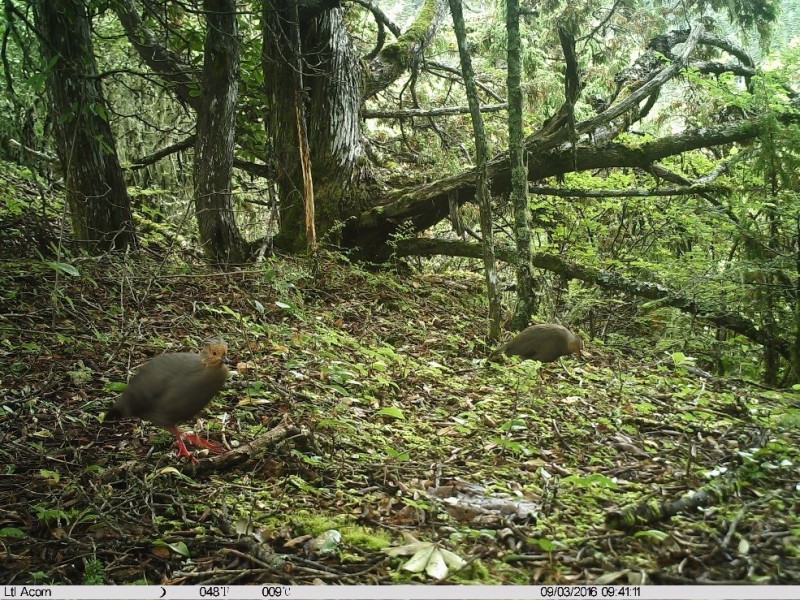 森林之眼好玩吗,森林之眼在景区哪个位置