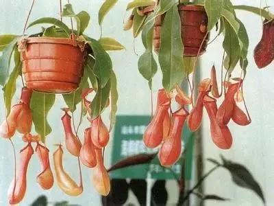 十大室内最好养活的绿植排行榜,绿植大全1000种