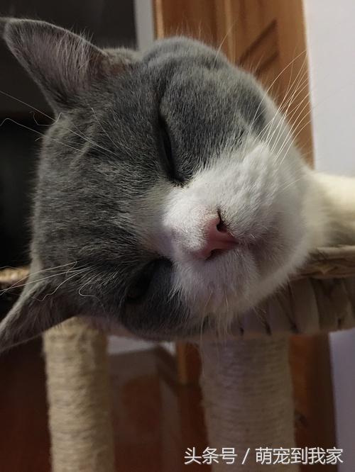 命中注定与温婉的猫相遇 (感谢命运让猫相遇)