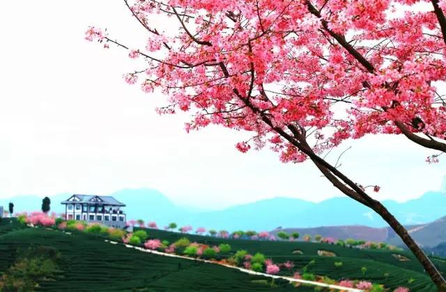 漳平茶山樱花,漳平樱花园景点