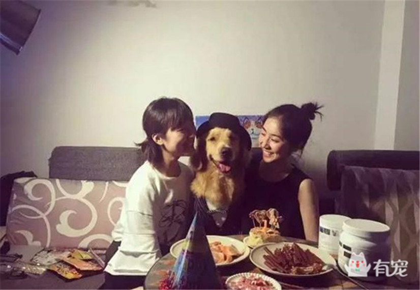 大金毛过生日被美女左拥右抱,铲屎的你可以关灯了!