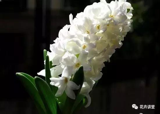 相似的花儿又来了,今天我们来认识它们