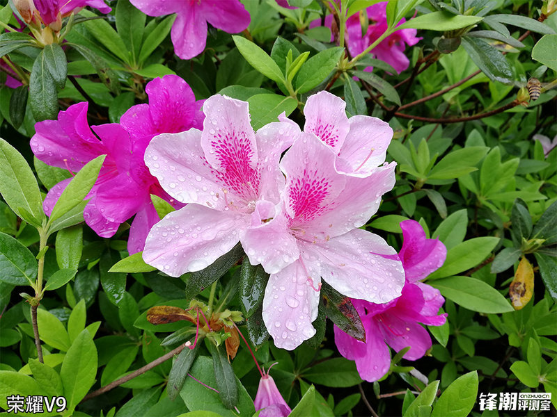 荣耀v9和一加3t哪个性能好,荣耀v9和一加3t哪个好玩